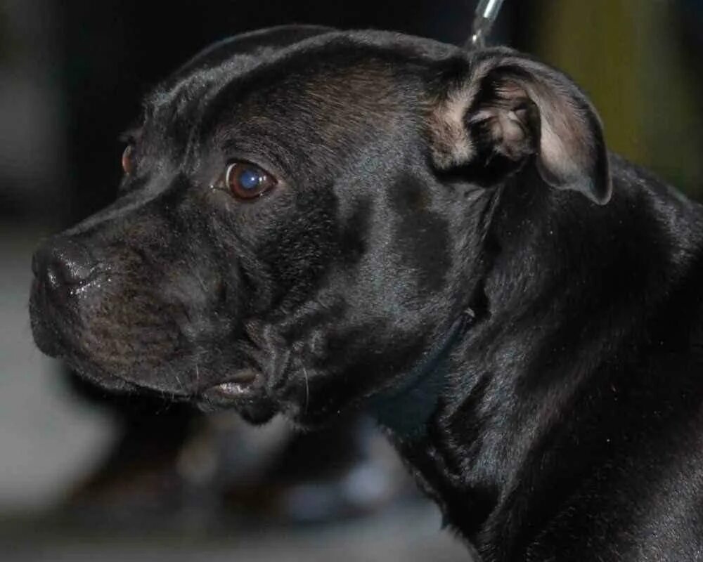 черный стафф. черный стафф. кане корсо и амстафф. американский стаффордширский терьер. американский питбультерьер черный.