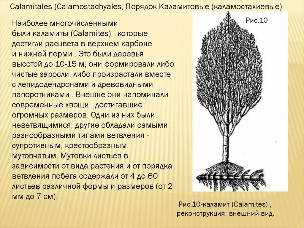 Почему у растений разные формы. Каламит растение. Порядок КАЛАМИТОВЫЕ. Древние Хвощевидные. Каламиты это древние хвощи.