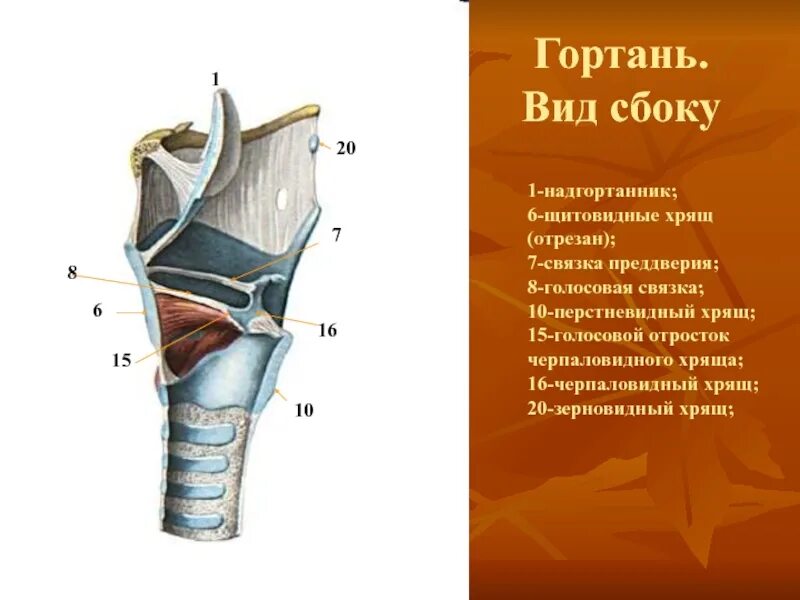 Хрящевое строение гортани. Надгортанник щитовидный хрящ голосовые связки. Надгортанный хрящ строение. Гортань строение анатомия хрящи. Строение гортани надгортанник.