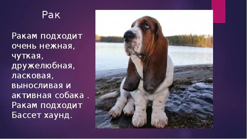 Год собаки характеристика. Собаки которые подходят знакам зодиака. Характеристика рака собаки. Знак зодиака 23 марта марта. Характеристика рака собаки.