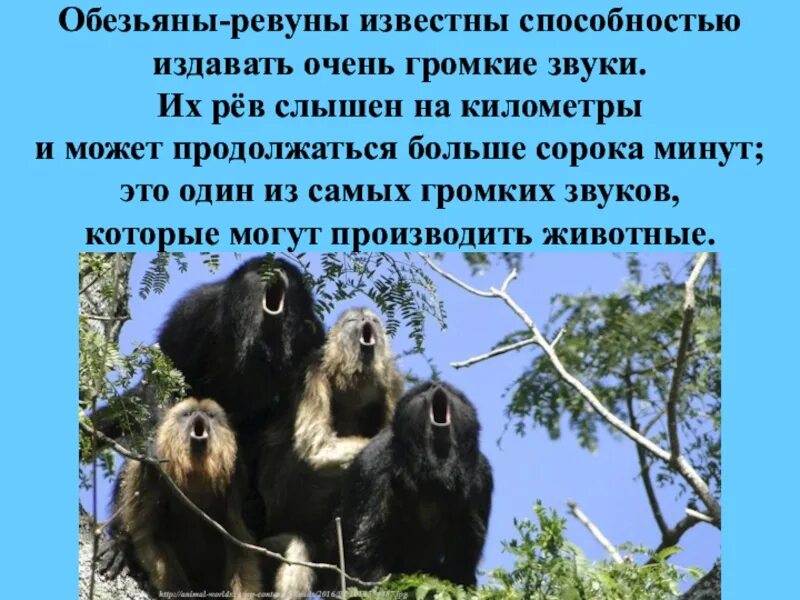 Что издает звук. Способность издавать звуки. Эхолокация летучих мышей. Различные звуки издает. Органы чувств летучей мыши.