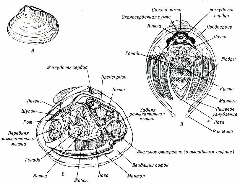 Органы строения моллюска. Двустворчатые моллюски строение раковины. Внутреннее строение двустворчатых моллюсков. Двустворчатые моллюски строение Мидия. Мидии внутреннее строение.