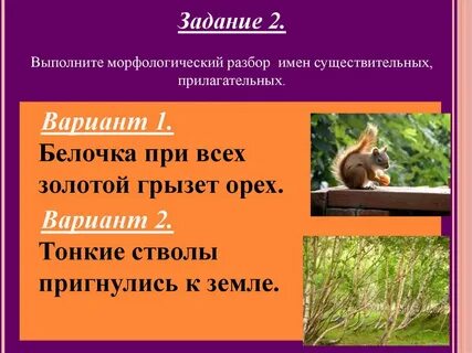 Морфологический разбор существительного белку