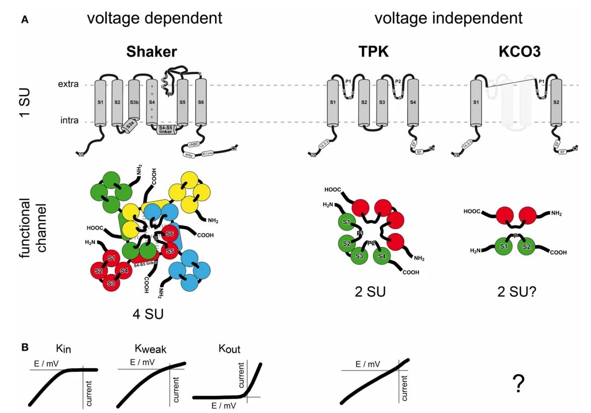 Arabidopsis thaliana под радиацией. Гены мишени Arabidopsis. Electronic structure of potassium. K channels function structure. K channel