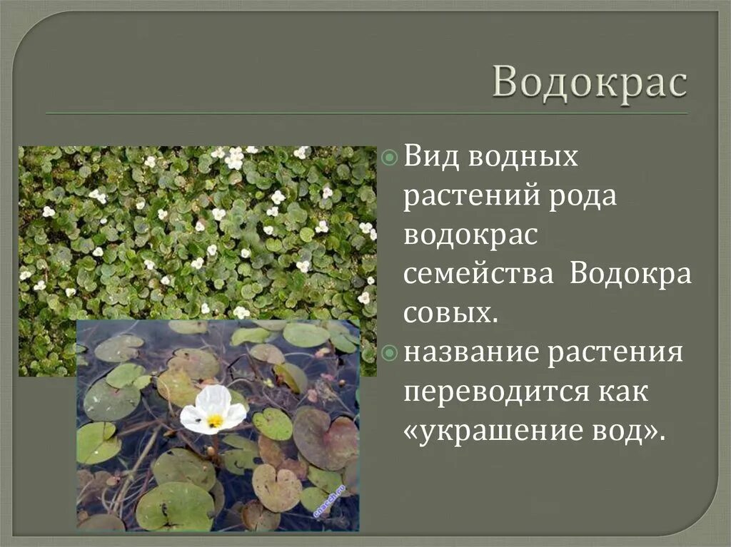 Водокрас аквариумный. Водокрас и стрелолист. Водокрас обыкновенный. Водокрас Лягушачий. Растения водоемов примеры