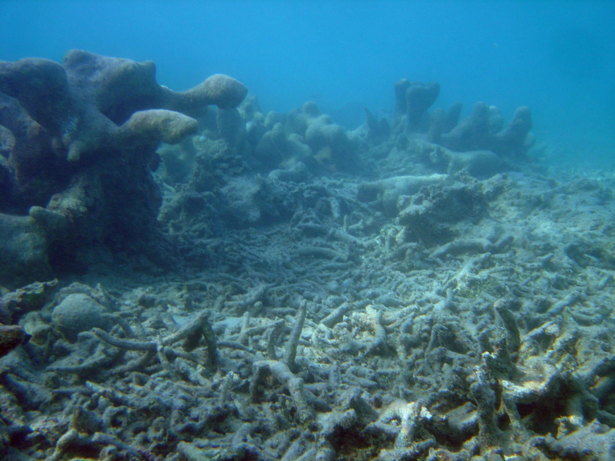 Дно мертвого моря. Сенот Ангелита Мексика. Дно черного моря сероводород. Подводный мир мертвого моря. Зоны дна океана