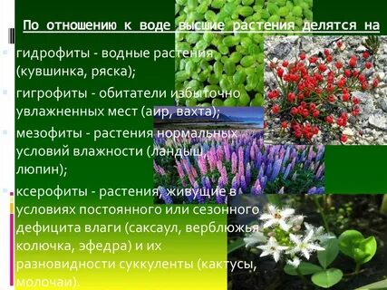 Мезофиты гигрофиты