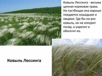 Где обитает ковыль