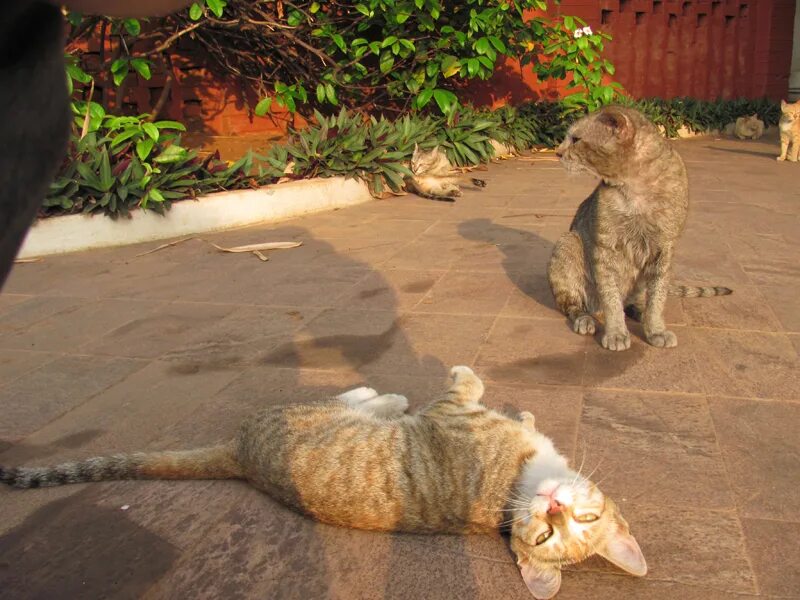 Инстинкт котов. Кошачьи инстинкты. Индийские коты. Кота Индия. Кошки в Индии фото.