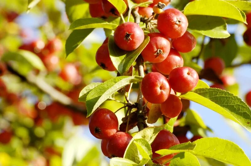 Дикая яблонька. Яблоня Лесная (дичок). Яблоня Дикая Malus Sylvestris. Яблоня дичка. Яблоня Лесная Malus Sylvestris.