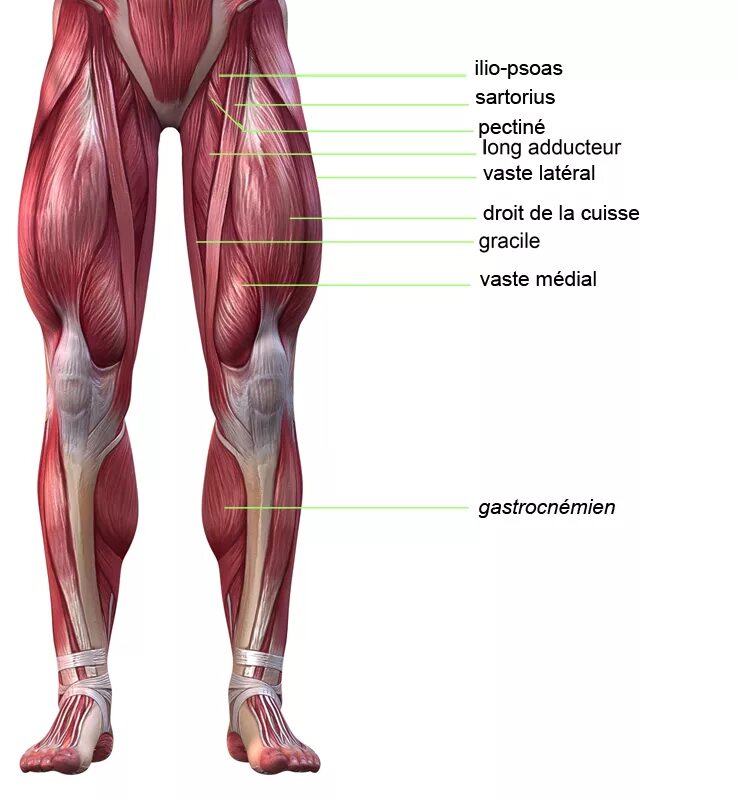 Мышцы в ляшках. Мышцы ног квадрицепс анатомия. Бицепс трицепс квадрицепс анатомия. Квадрицепс мышца бедра. Квадрицепс и бицепс бедра.