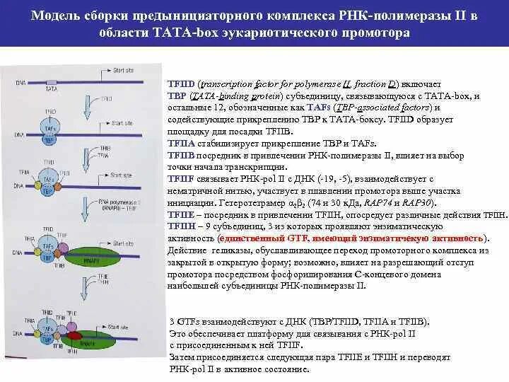 Открытый комплекс РНК полимеразы. Транскрипционный комплекс РНК-полимеразы 2 эукариот. Промотор для РНК-полимеразы II. Образование комплекса РНК-полимеразы 2.