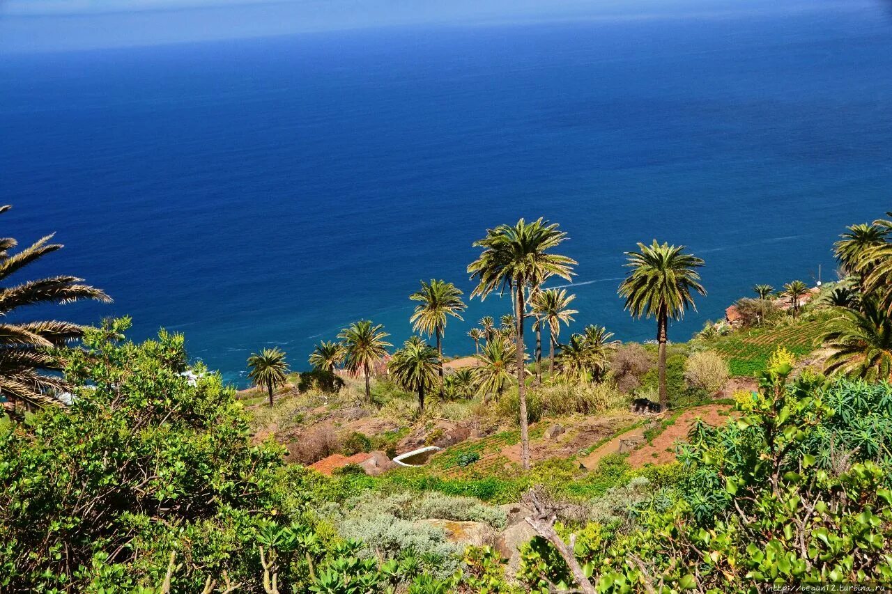 Финик канарский (phoenix canariensis). Ущелье маска тенерифе. Тенерифе океан. Тенерифе лес. Остров пальма канарские острова.
