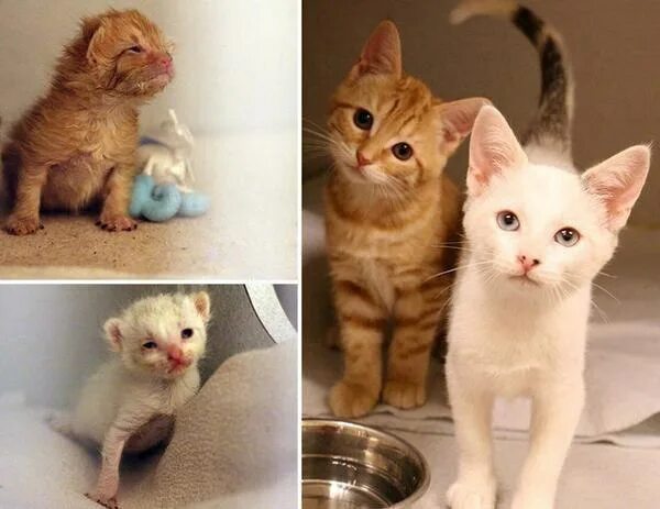 Почему котенок после того как. Котенок вырос. коты маленькие и взрослые. котята и взрослые кошки до после. котята до и после взросления.