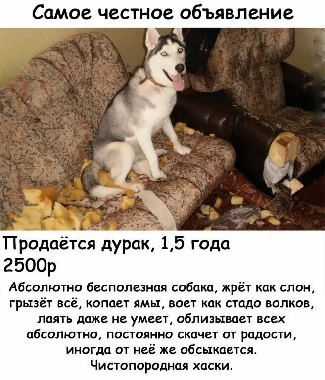 Как быстрее продать собаку