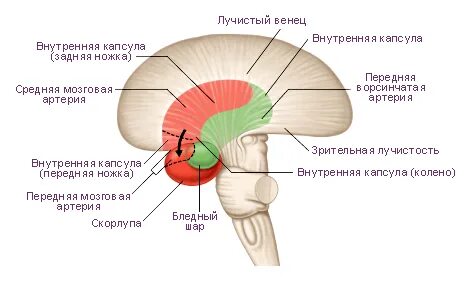 Лучистый венец