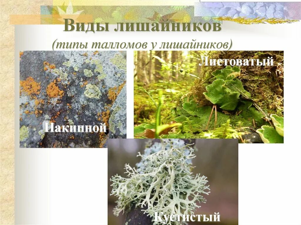 Каких лишайников нет. Таллом лишайника. типы таллома лишайника. типы талломов лишайников.