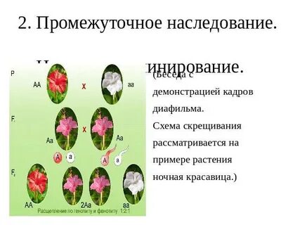 Ночная красавица генотип