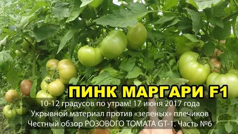 Пинк маргари