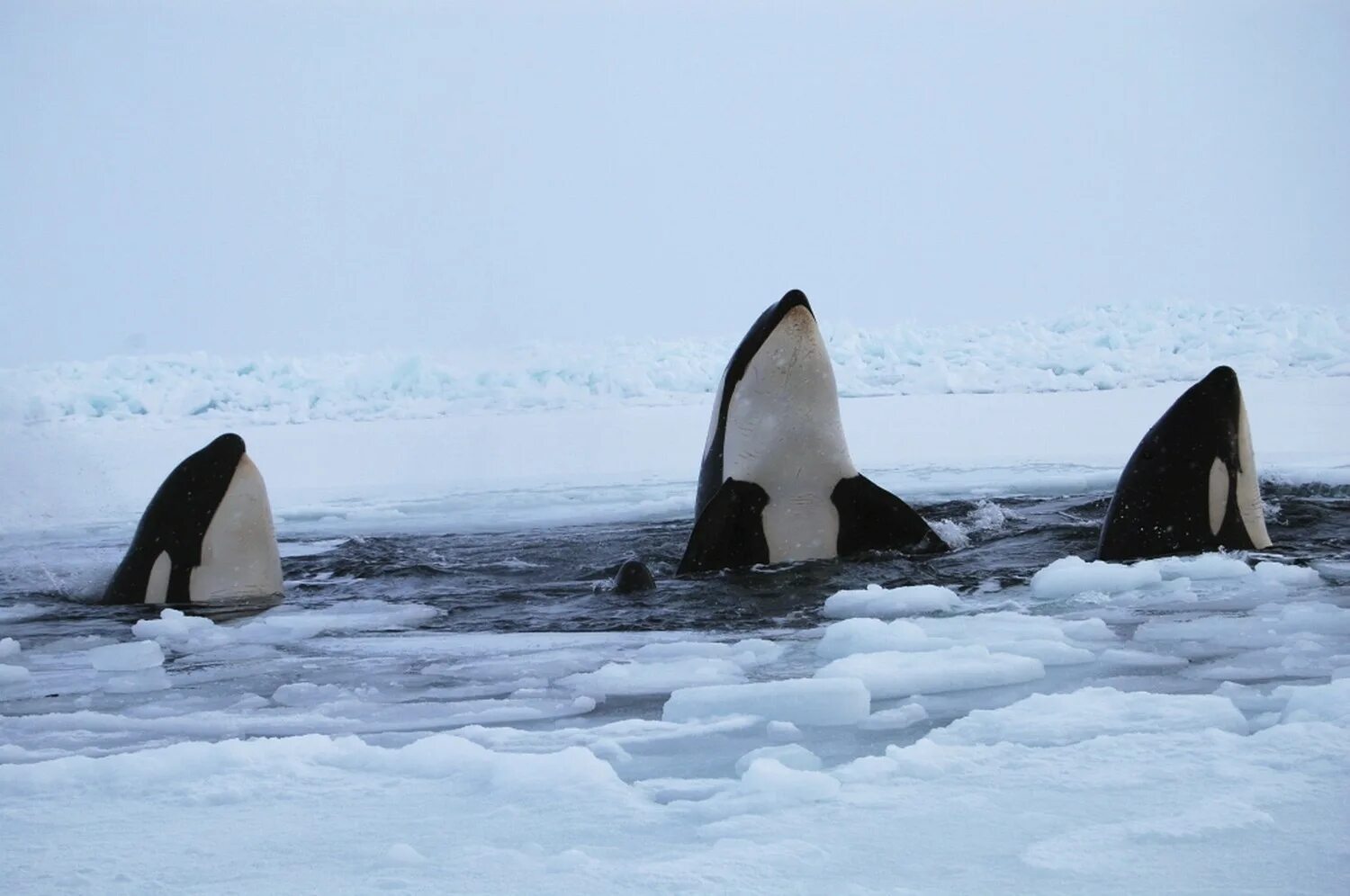 Пингвин касатка лодка. Касатка в Антарктиде. Касатка кит в Арктике. Касатка в Северном Ледовитом океане. Гудзонов залив касатки.