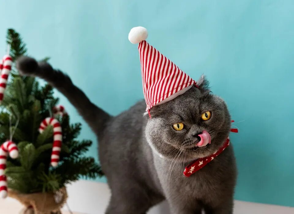 Коты которым 20 лет. Самая старая кошка. Кот 24 года. 24 кота. Кошка люси долгожитель.