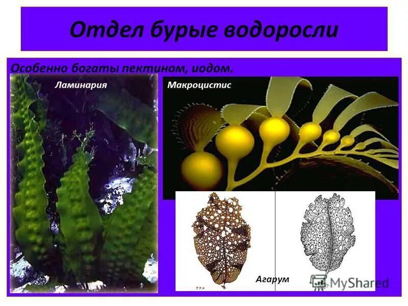 ламинария какой отдел водорослей