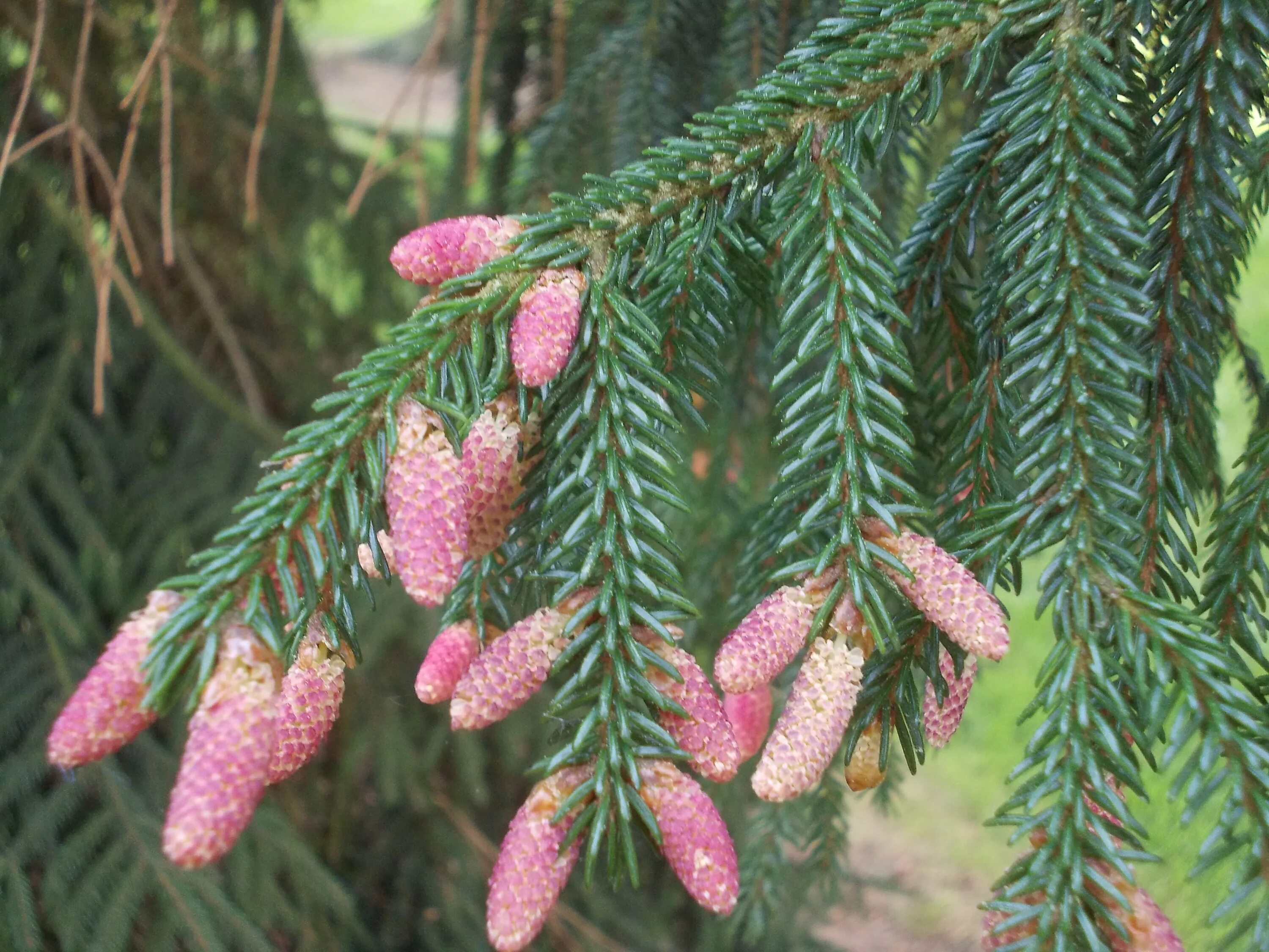 Picea aurea. Ель восточная ауреа. ель восточная (picea orientalis).. ель восточная aureospicata. picea orientalis aureospicata.