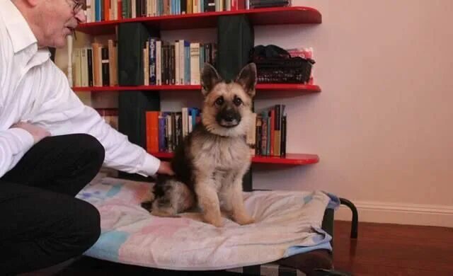 Из-за роковой случайности пес навсегда застрял в теле щенка Tiny puppies, Puppie