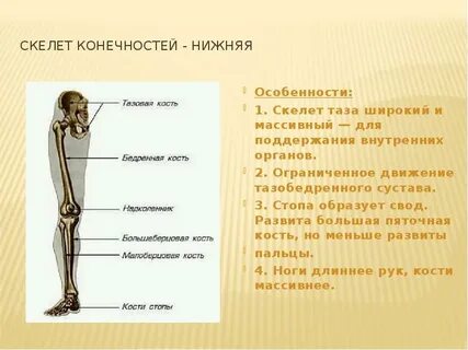 Скелет нижних конечностей подразделяется на