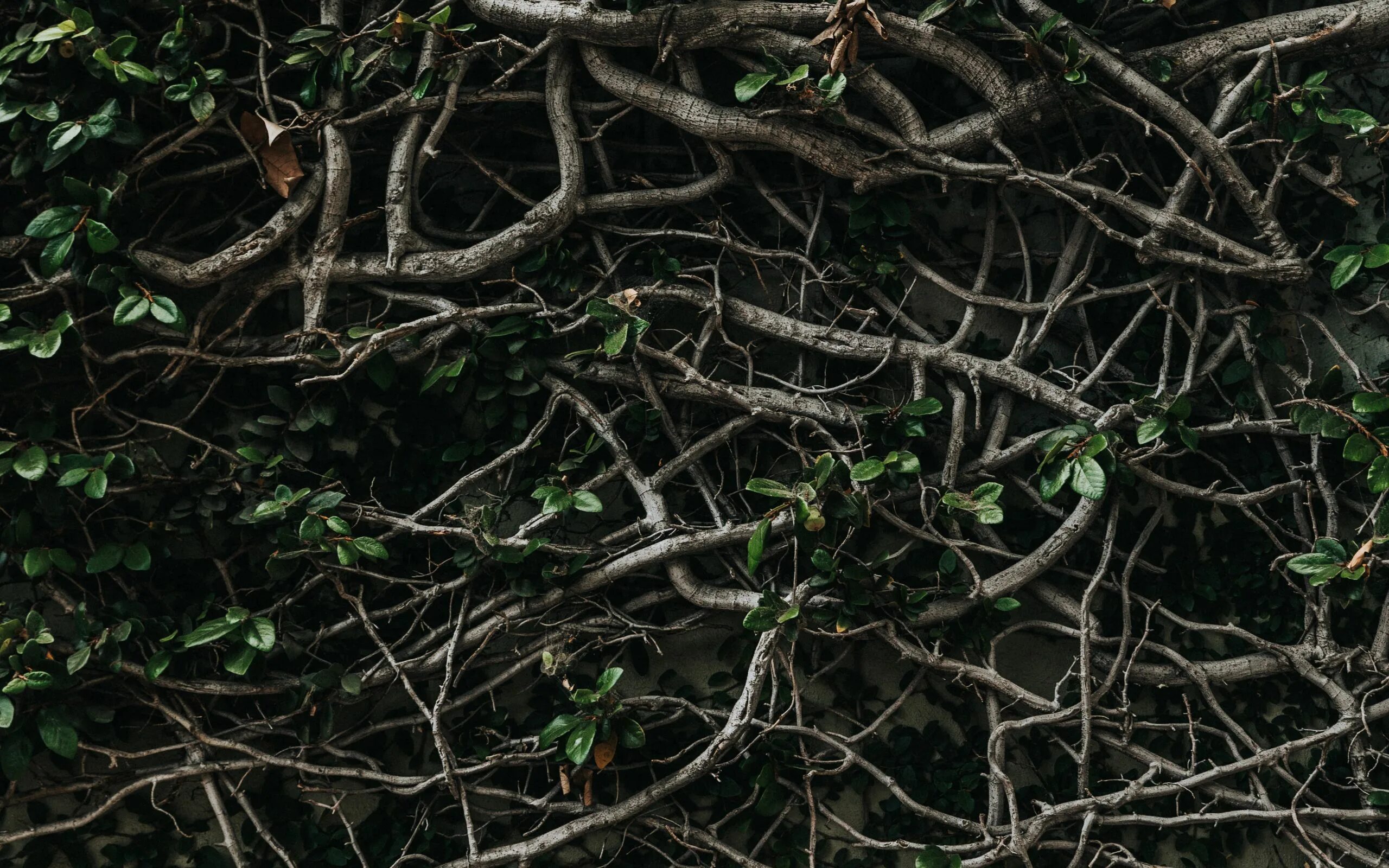 Большое количество лиан. Большое количество лиан. Эпифиты дендробиум. Фикус сельва. Плющ в субтропиках.