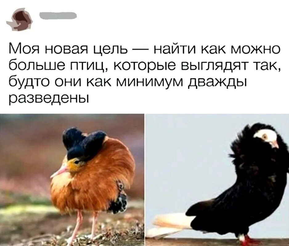 They like birds. Шуба птица. Птицы дважды разведены. Мемы с птицами и надписями. Птица Мем.