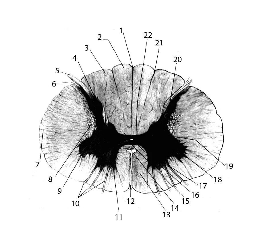 Схема поперечного разреза спинного мозга с обозначениями. Строение спинного мозга на поперечном разрезе. Серое вещество спинного мозга срез. Строение спинного мозга гистология. Серые столбы спинного мозга