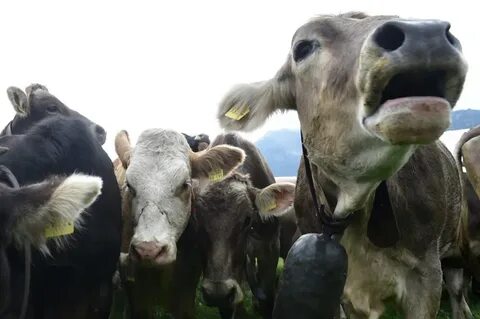 Cow bell