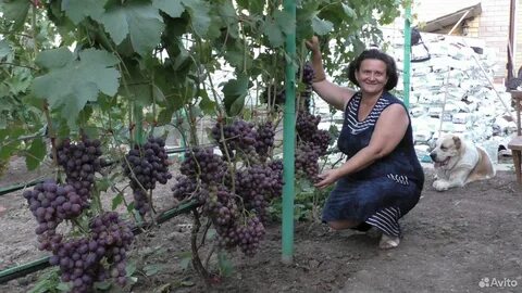 Виноград волгоград