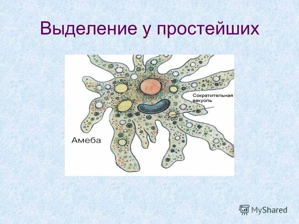 Вакуоли простейших