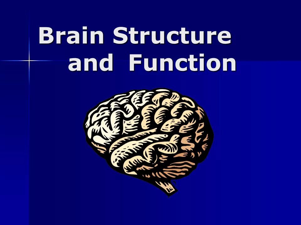 Brain structure and function. Brain ppt. Растение для мозга. Hindbrain.