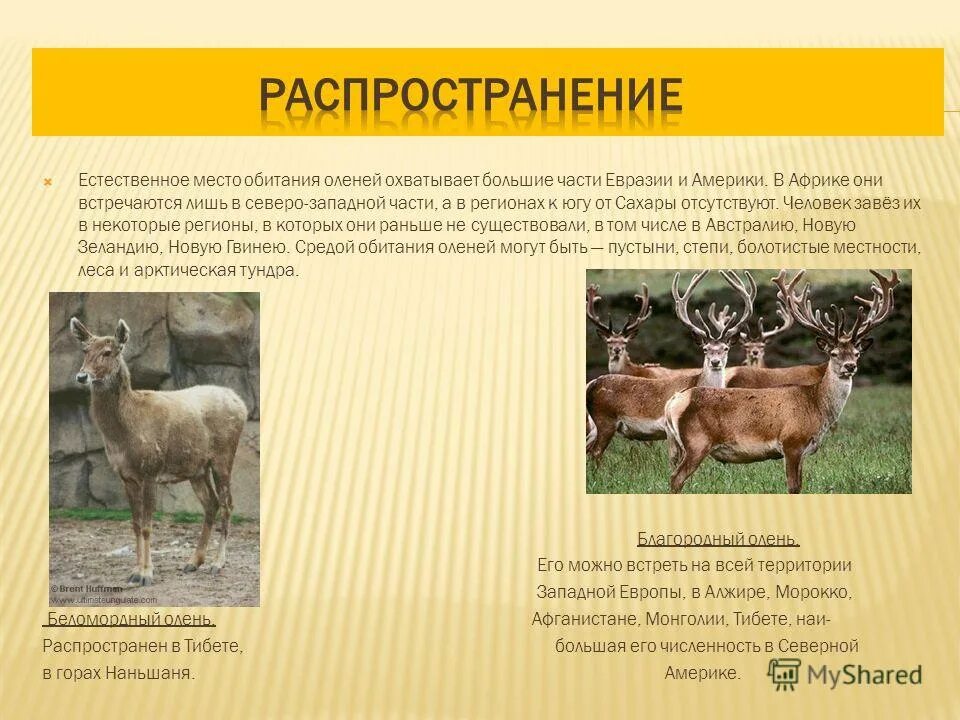 место обитания оленя. обитание оленя. обитание оленя. обитание оленя. благородный олень изюбрь ареал.