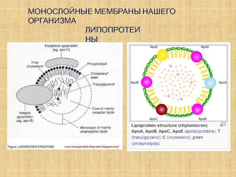 Биохимия мембран. Липопротеины мембран. Строение липопротеинов. Липопротеины строение биохимия. Мембрана организма.