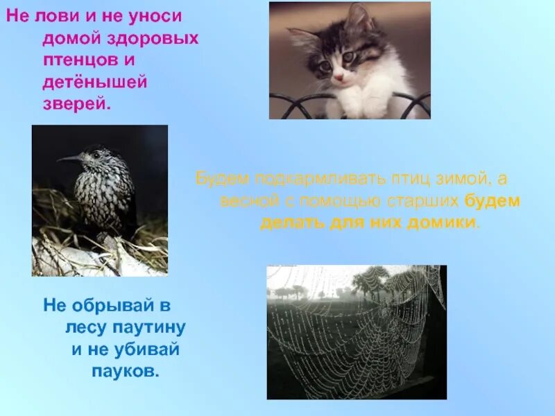Почему нельзя ловить и уносить домой детенышей. Не лови животных и не уноси их домой. Правила друзей природы животные. Не уноси домой детенышей диких животных. Почему нельзя брать диких животных домой.
