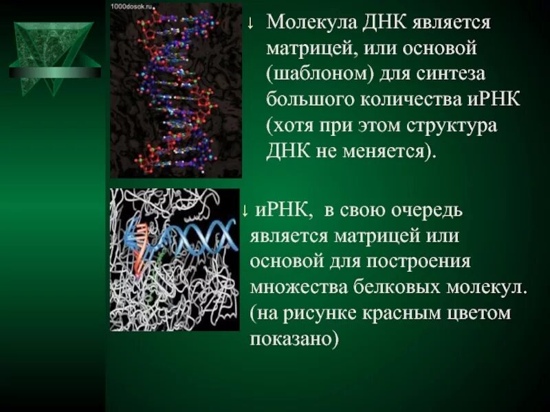 Роль белков в синтезе днк. Матрица для синтеза днк. днк матрица для синтеза белка. молекулы днк матрицы для синтеза белков. является матрицей для синтеза днк.