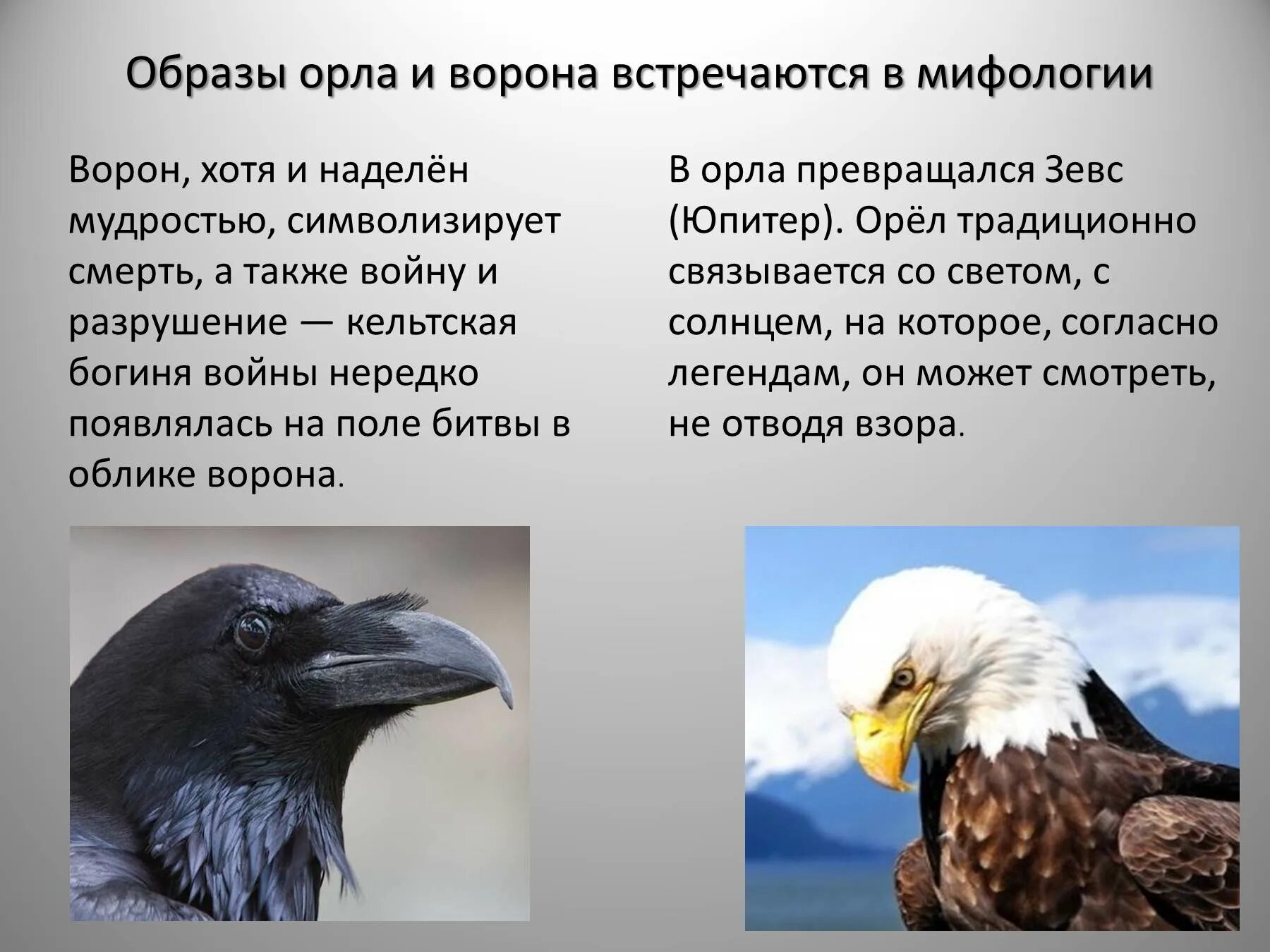 Текст лети орел. Орел и ворон притча. Орел и ворона. Притча про орла и ворона. Легенда о Орле.