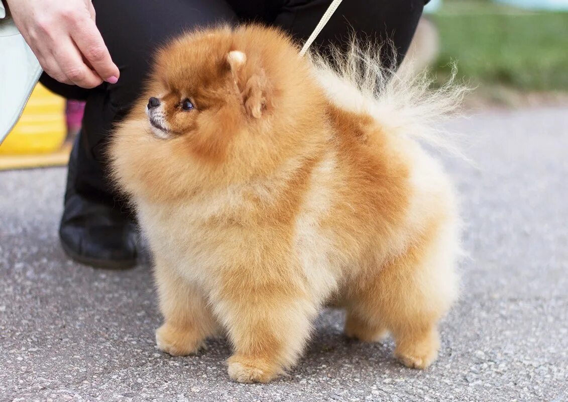 стразики на шпице. шпиц проблемы. королевский шпиц дома. шпиц проблемы. померанский шпиц тефтелька.