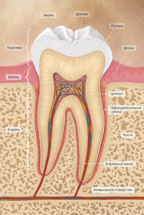 Строение зуба анатомия цемент. Строение зуба эмаль дентин. Зуб эмаль дентин пульпа. Строение зуба эмаль дентин цемент.
