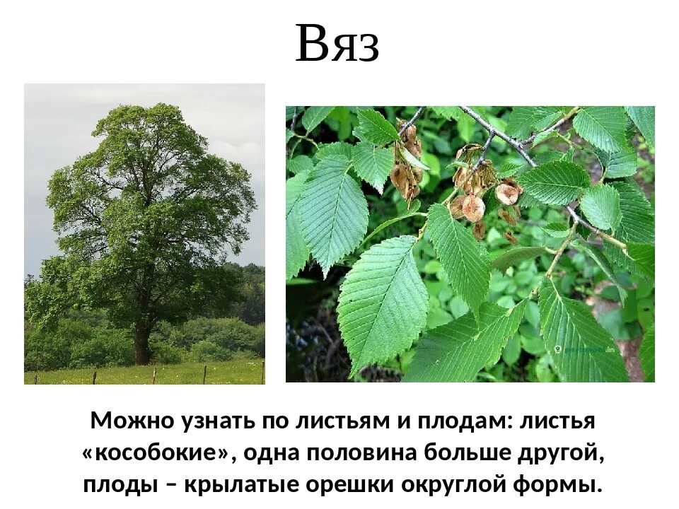 Вяз дерево как выглядит и его листья