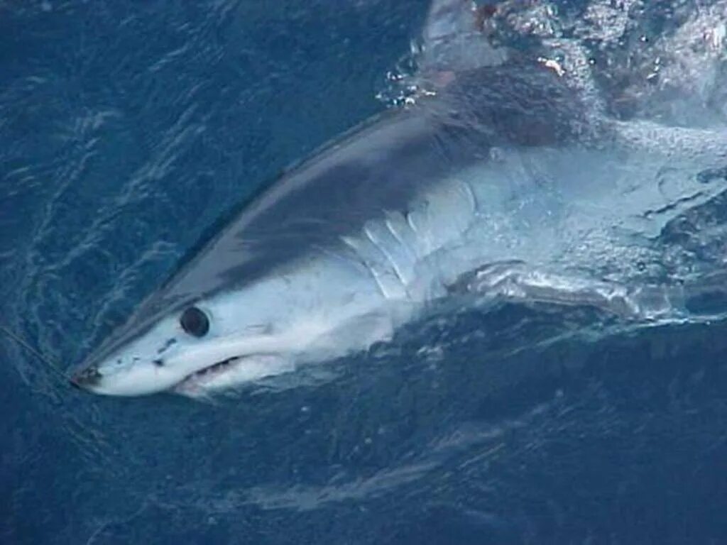 Серо голубая акула мако. Максимальная скорость акулы. Желтая акула. Акула-мако (серо-голубая акула). Лимонная акула.