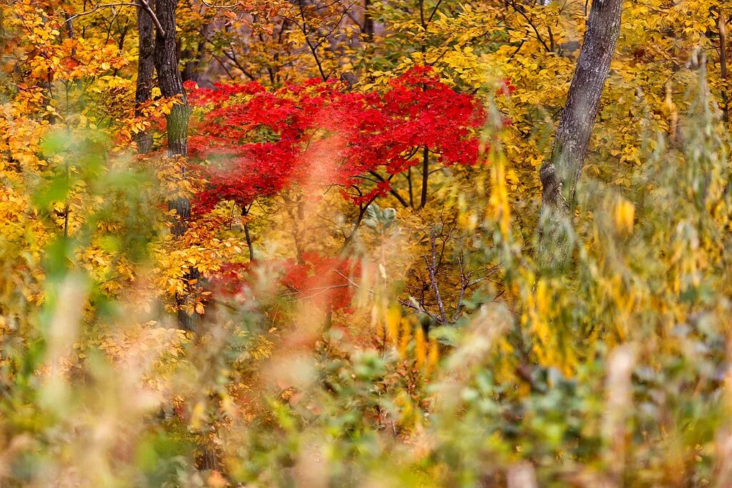 Придет осень золотая. Осень пришла. Сентябрь в Приморье. Прекрасная красно-Золотая осень фото. 13 Октября желтое.