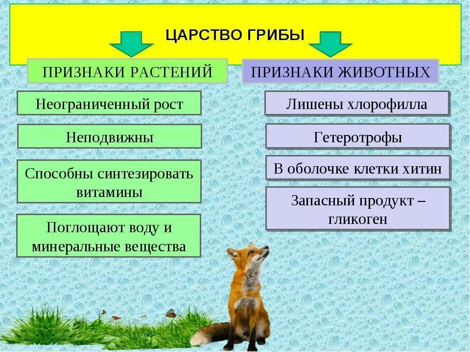 Какие признаки животных характерны для человека. Признаки растений и животных у грибов. царство грибы признаки растений. отличительные признаки царства грибы. признаки животных у грибов.