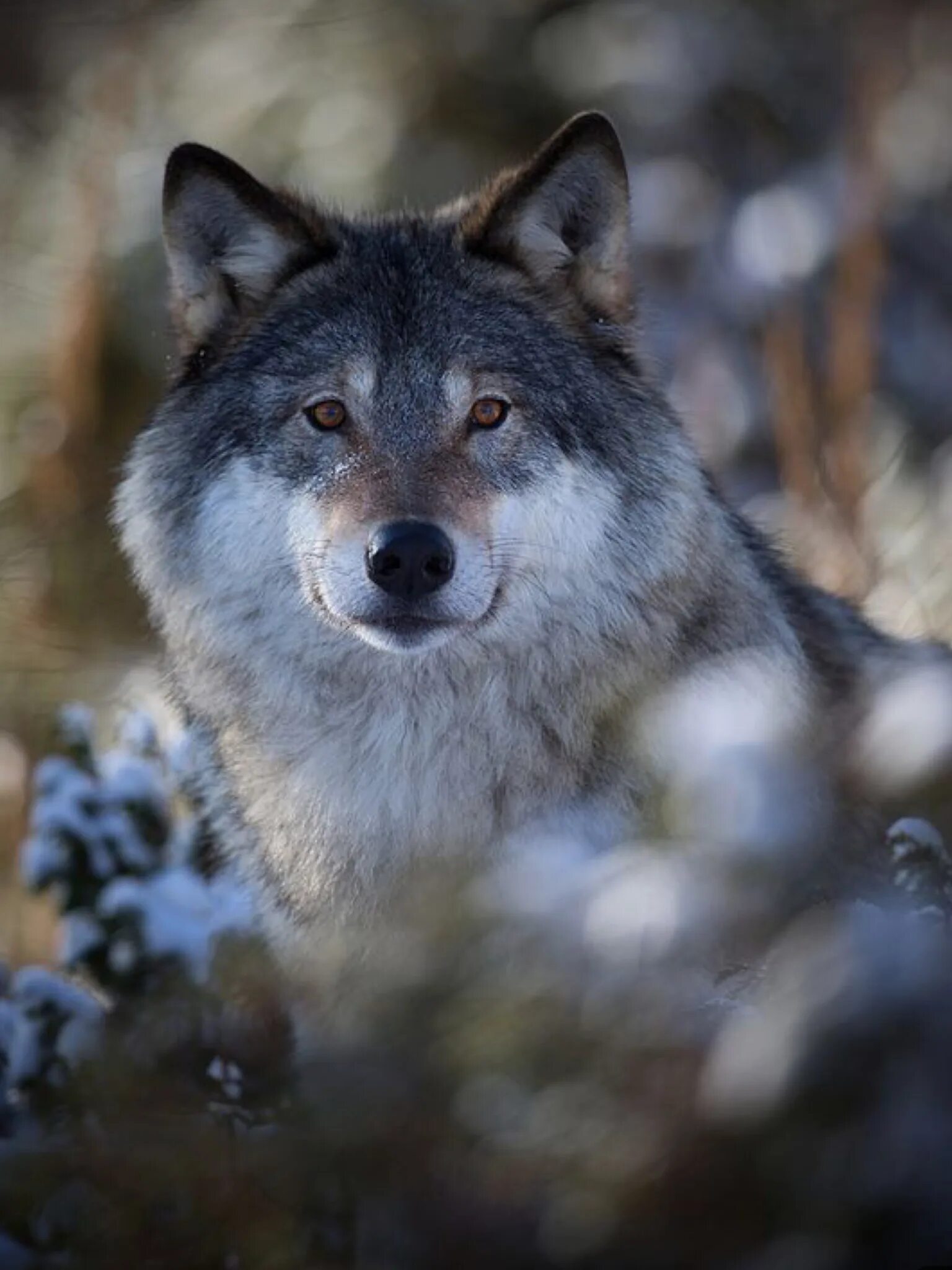 Природу про волков. Волк серый. Красивый волк. Дикий волк. Серый.
