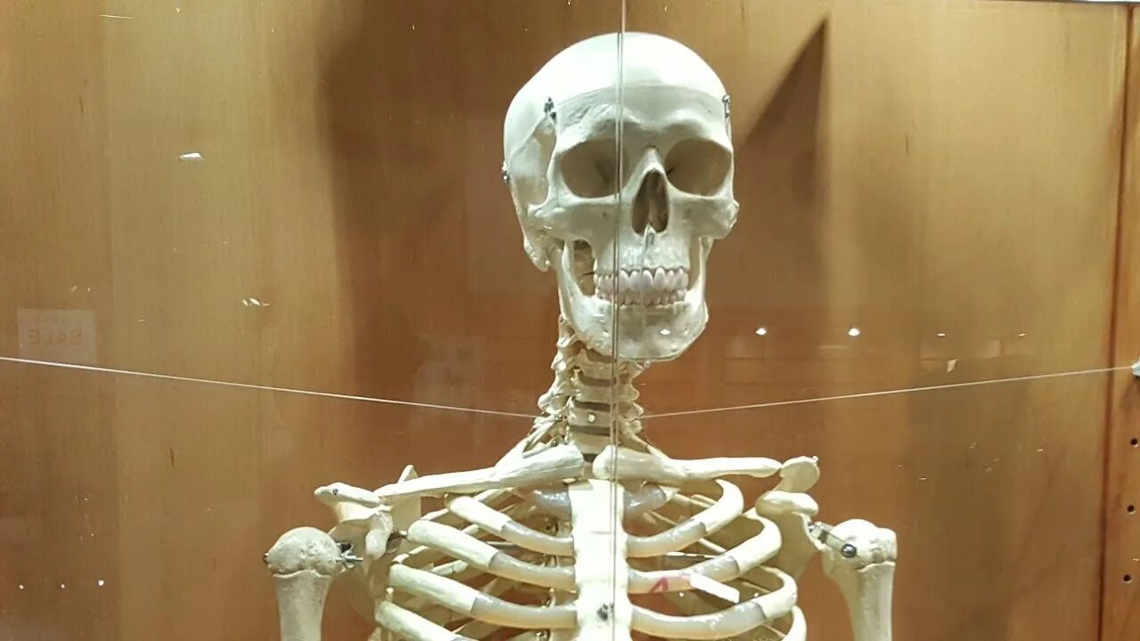 Скелет человека из ПВХ труб. Скелет человека видеофильм для детей.