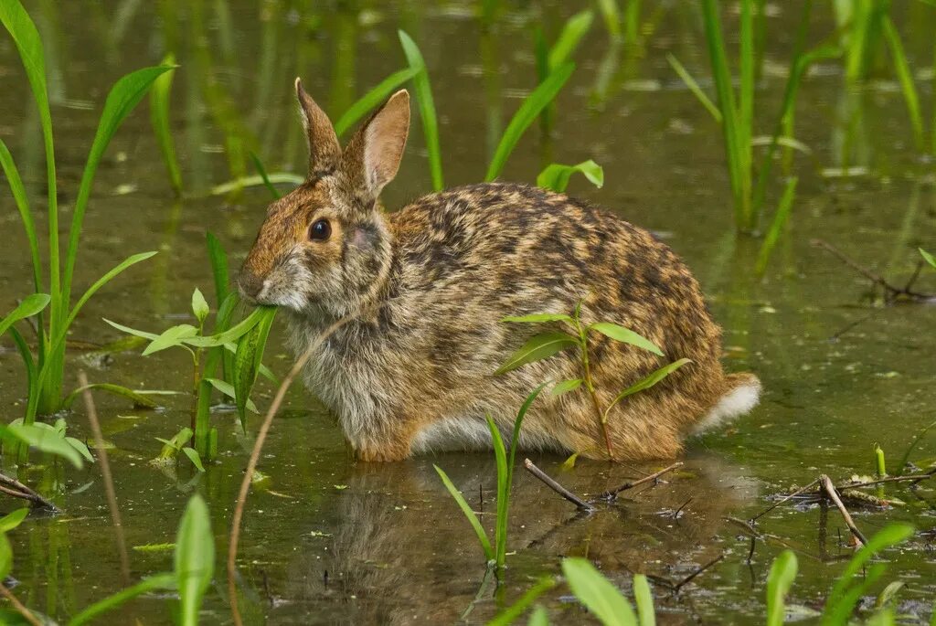 Болотный заяц. Водяной кролик. Дикий водяной кролик. Водяной кролик Северной Америки. Речной заяц.